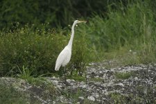 great egret feed V1 VA3 _DSC9331.jpg