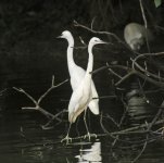 little egrets feed V1 VA3 _DSC9404.jpg