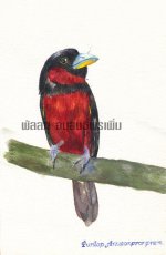 Black-and-Red Broadbill.jpg