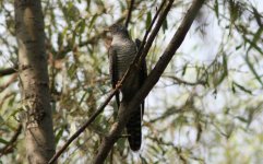 Eurasian Cuckoo.jpg