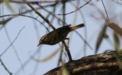 Yellow-browed Warbler.jpg