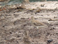 bar-tailed godwit2.jpg