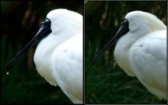 spoonbill.jpg