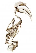 great hornbill skeleton small.jpg