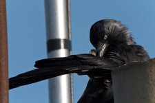 Jackdaw Preening 1 1600px.jpg