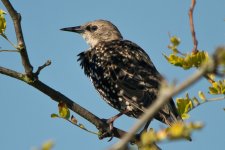 Better Starling 2.1 1600px.jpg