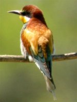 Bee-eater 005 (Medium).jpg