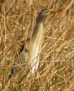 Little Bittern (Medium).jpg