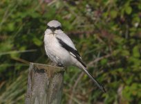 sothern grey shrike.JPG