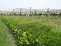 cowslips and vines.jpg