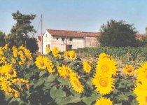 back of house from sunflower field.jpg