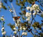 small tortoiseshell.jpg