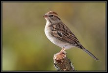 SparrowSp.jpg