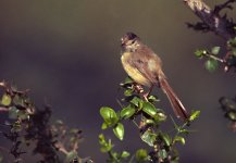 Flycatcher 01.jpg