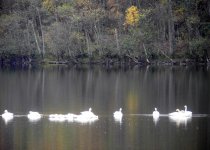 Whooper Swans, Loch Davan, cropped.jpg