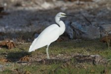 Egret at dump CRW_4605.jpg