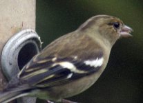 Chaffinch.jpg