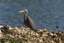 Eastern Reef Egret grey morph CRW_5073.jpg