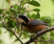 Varied-Tits-2web-XL.jpg