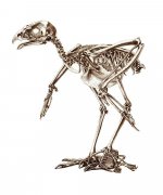 sparrowhawk skeleton low res.jpg