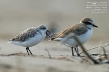 sandpiper, spoon-billed027.jpg