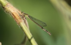 Damselfly.jpg