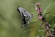 Swallowtail.jpg