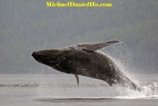 whale248.jpg