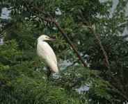 little egret sx40hs IMG_4488.jpg