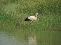 oriental stork sx40hs s IMG_4553.jpg