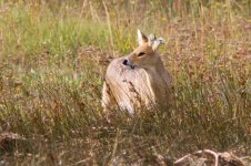 Chinese Water Deer 120919 IMG_9482 Web.jpg