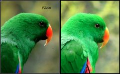 eclectus parrot .jpg