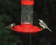 100112Hummer&Chickadee1a.jpg