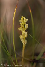 Bog Orchid_Stoborough Heath_070812_eJCL_5291.jpg