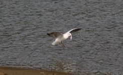 Black-headed Gull.jpg