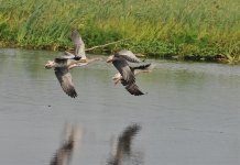 greylag geese.jpg