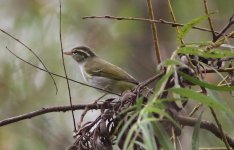 Eastern Crowned Warbler.jpg