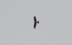 Black-eared Kite.jpg