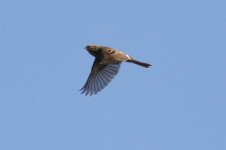 Chestnut-eared Bunting.jpg