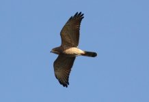 Grey-faced Buzzard.jpg