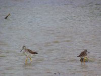 yellowlegs.jpg