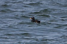 2012_09_03_Firth_of_Forth_Velvet_Scoter (8) (640x427).jpg