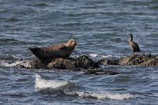 2012_09_03_Firth_of_Forth_Common_Seal (8) (640x427).jpg