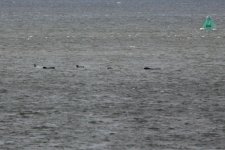 2012_09_05_Firth_of_Forth_Lon_finned_Pilot_Whale (15) (780x520).jpg