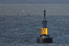 2012_09_05_Firth_of_Forth_Lon_finned_Pilot_Whale (16) (780x520).jpg