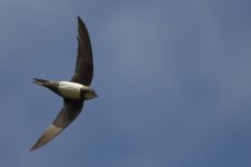 Alpine Swift (1200x799).jpg