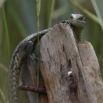 Common Lizard (1200x1200).jpg