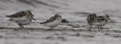 Sanderling 3 (1200x441).jpg