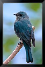 Verditer-Flycatcher-XL.jpg