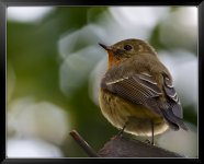 Narcissus-Flycatcher-F-XL.jpg